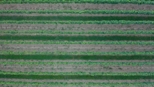 Flying over a french vineyard.