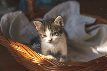 Kitten in a wicker basket