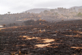 Wildfire or Bushfire Damaged Landscape - PhotoDune Item for Sale