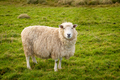 Wooly Sheep In Field New Zealand - PhotoDune Item for Sale