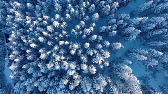 Top View Of Snow Covered Coniferous Forest And Mountain Road During Winter