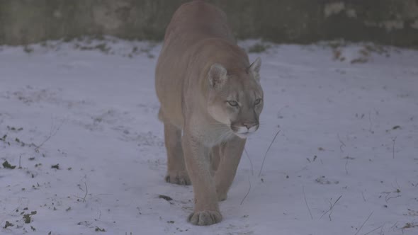 Puma in the Woods Mountain Lion Single Cat on Snow
