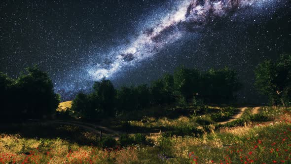 Green Trees Woods In Park Under Night Starry Sky