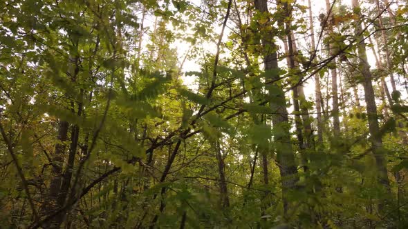 Forest with Trees in the Fall During the Day