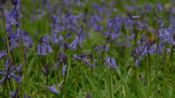 Bluebells in Epping Forest, London, UK