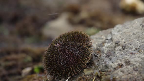 Sea ​​Urchin