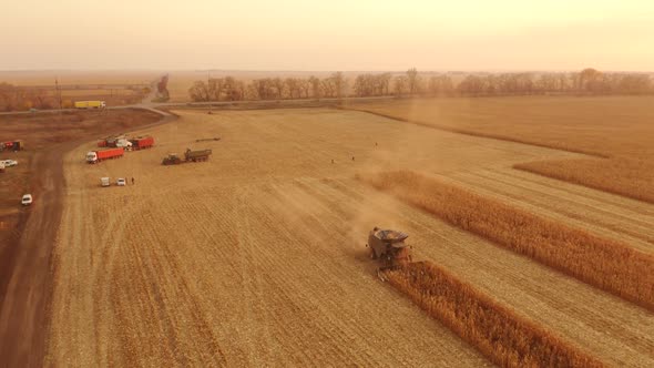 Agricultural Machinery Gathering Ripe Maize Crop