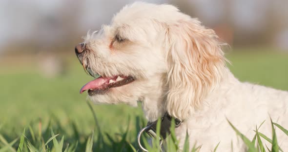 Profile Portrait of a Fluffy Puppy in Nature.