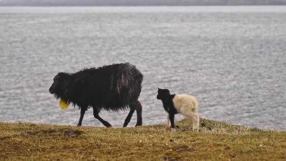 Lamb Following Sheep On Faroe Island