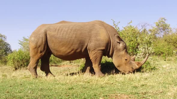 Rhino Grazing in Savannah at Africa