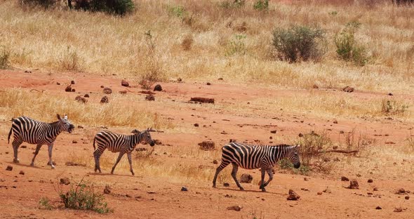 951885 Burchell's Zebra, equus burchelli, Herd walking through Savannah, Tsavo Park in Kenya, Real