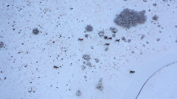 Aerial view looking down at Bighorn Sheep as they run in the snow