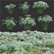 Euphorbia corollata - Flowering Spurge - 3DOcean Item for Sale