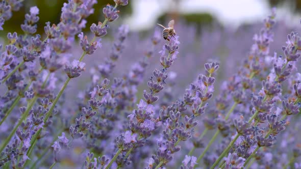 Honeybee On Lavender