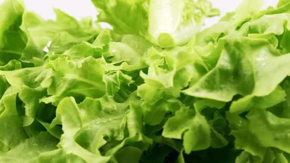 Green oak fresh lettuce planted in the Hydroponics style is beautifully placed and slowly rotating.