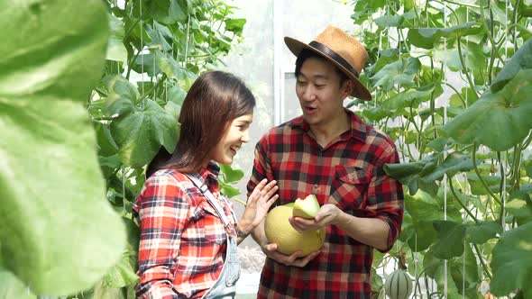 Young Asian Couple of Farmers Taking Out Cantaloupe Melon Slice From Their Melon Farm