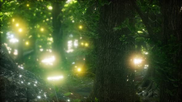 Firefly Flying in the Forest