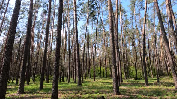 Walking Through the Forest with Pine Trees During the Day POV Slow Motion