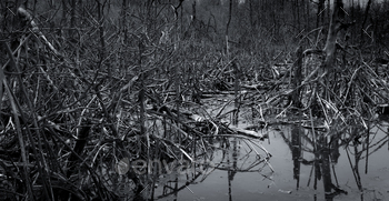 Dead tree in the forest. Flood in the forest. Global warming concept. Global environmental crisis.