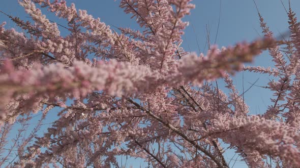 Cercis Siliquastrum Blooming in Spring