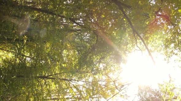 Vertical Video of Trees in the Forest in Autumn