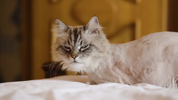 Overview of Shaved or Trimmed Exotic Neva Masquerade Cat