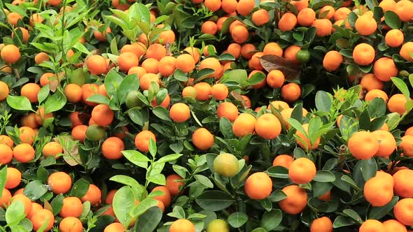 Citrus fruits for chinese spring festival's decoration