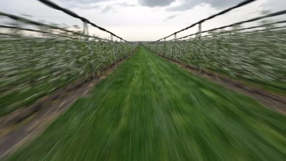 Aerial Power Loop Somersault Movement Between Apple Trees Farm Rows Agriculture Plants Cultivation