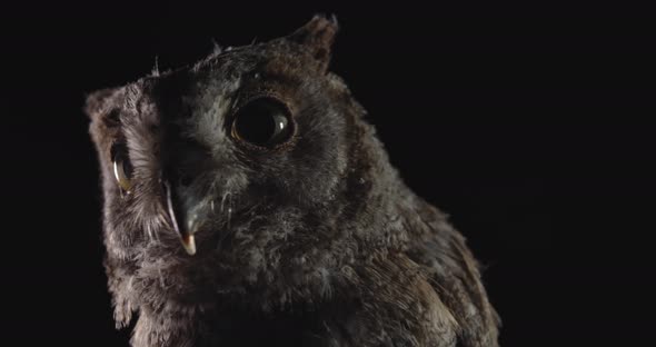 Low Angle View on a Baby Owl Looking Around in the Studio, 