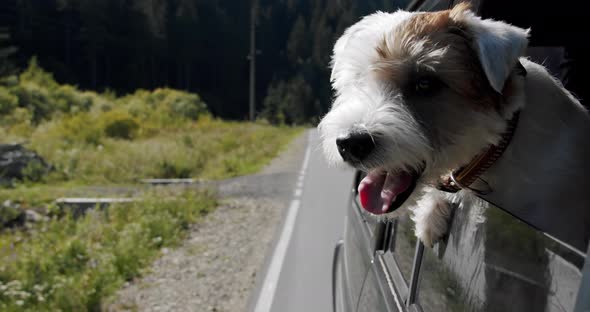 Jack Russell Terrier Looks Out the Open Window of the Car. Close Up Slow Motion V4