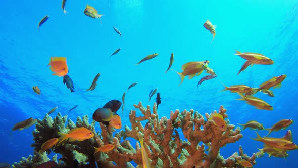 Blue Sea Tropical Fish