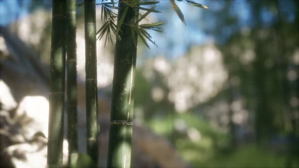 Green Bamboo Trees Forest Background alt