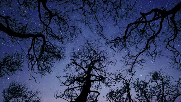 starry night in a forest