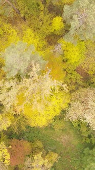 Vertical Video of a Forest in an Autumn Day