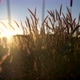 Silhouette of flower grass at the meadow with sunset background. Natural park and landscape - VideoHive Item for Sale