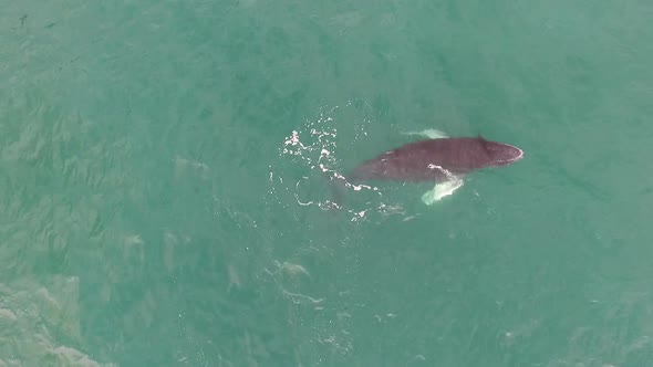 Whale Coming out to Breathe in Caribbean