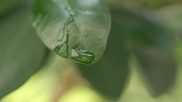 Water Drops on a Leaf 102