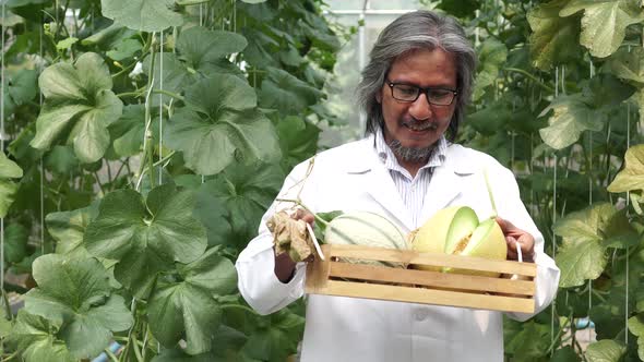 Senior Scientist Holding a Basket of Cantaloupe Melon and Giving It Out at Melon Greenhouse Farm