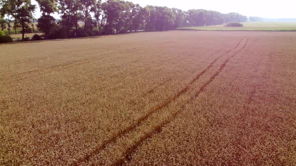 Aerial Drone View Flight Over Field Ears of Wheat with Ripened Grains in Field