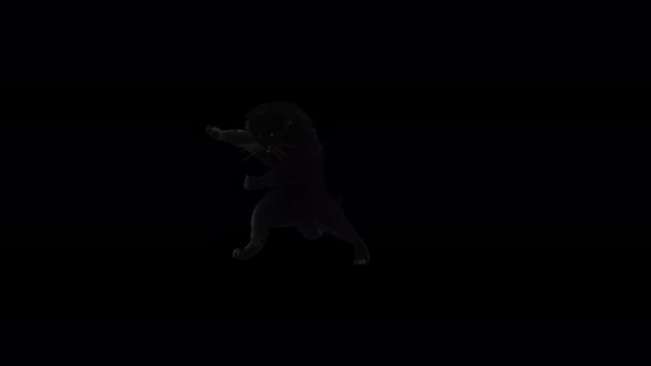 Panther Dancing 4K