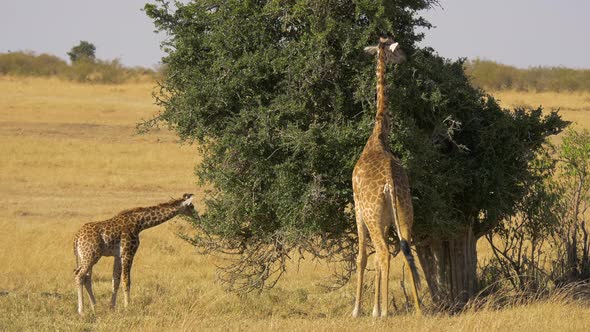 Giraffe and calf eating from a tree