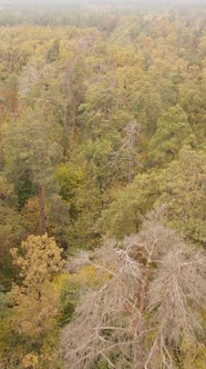 Vertical Video Autumn Forest with Trees By Day