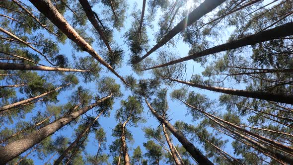 Vertical Video of the Forest Landscape Slow Motion