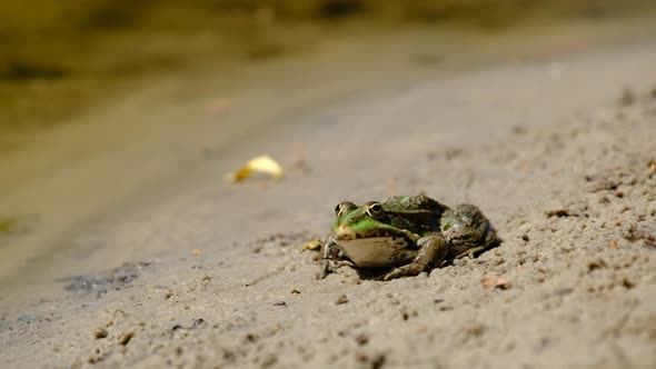 Portrait of Frog Sits on the Shore By the River Close Up