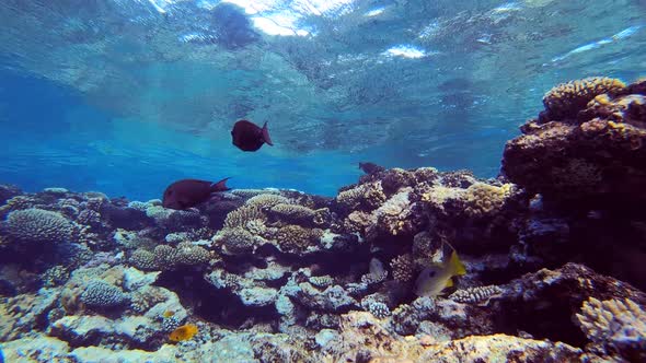 Waves and Coral Reef Fish