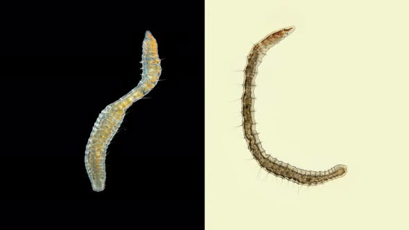 Worm Nais Sp. Under a Microscope, Family Naididae, a Class of Oligochaeta