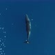 Minke Whale swimming - VideoHive Item for Sale