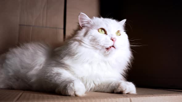 Adult Fluffy White Thoroughbred Cat Sits in Cardboard Box