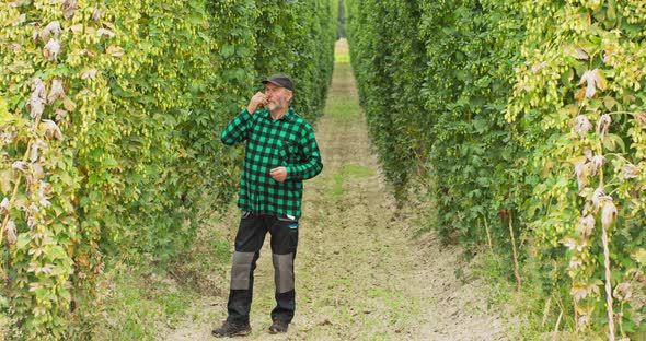 An Elderly Farmer Walks Around the Hop Field and Inspects Flowers of Hop Plants Used