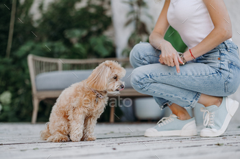 a young girl treats a maltipoo dog in the park. dog training concept, maltipu dog